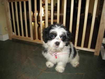 Shelby the Lhatese puppy at 3 months