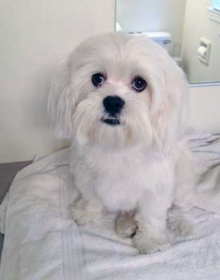 isolation sol At blokere Is a Maltese Lhasa Mix the Right Dog for You?