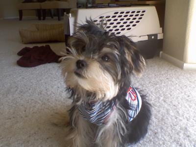 One of the cutest Morkie puppies
