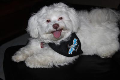 Rudy waring his Marlins scarf