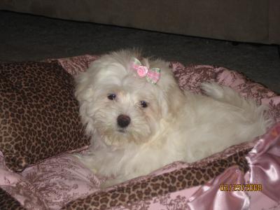 Maltese Puppy - Lacy Lou