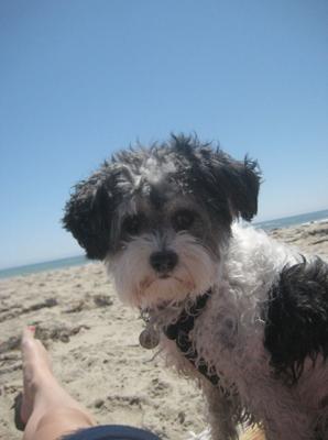 Bailey at the beach 2010