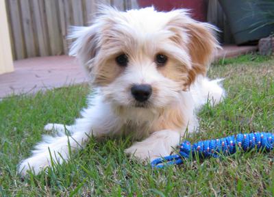 Lucy loves her rope toy