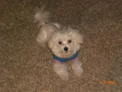 Lucy the adorable Maltese dog