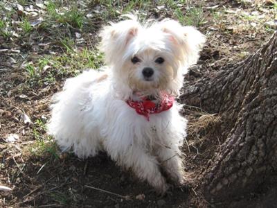 Gus is out of a long haired Chihuahua male bred to a Maltese-Chihuahua mix 