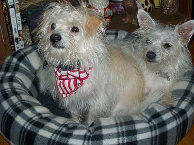 Cody (floppy ears) and his twin brother Eli