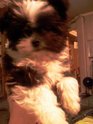 meco the brave