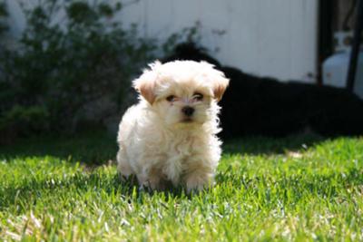 Leia at 8 weeks