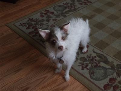 Our sweet Gizmo!