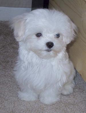 male maltese puppy