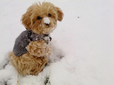 First time in the snow!