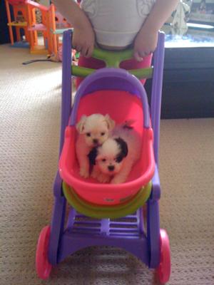 Harley and Angel -Teacup Malshi puppys Ten weeks old, both are the same age but different litter 