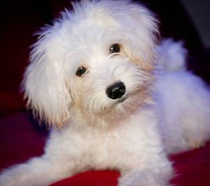 maltese and maltipoo mix