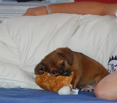 Gordie with his fox