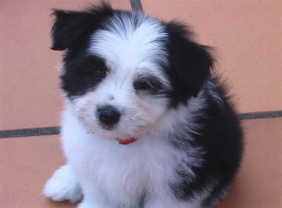 border collie x maltese