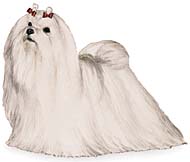 Maltese breed