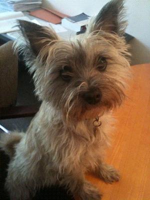 My Maltese Cairn Terrier mix Bobby was an accidental cross!