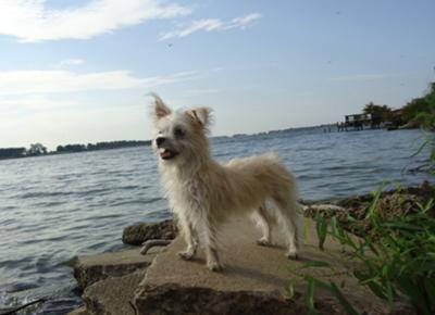 Maltese Cairn Terrier - Pup