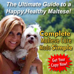 The Ultimate Guide to a Happy, Healthy Maltese Dog!