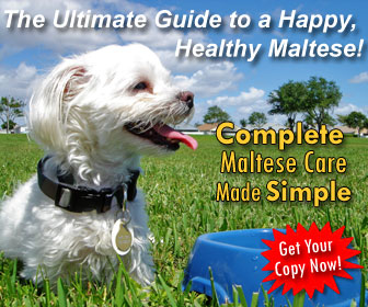 Learn how to train your Maltese