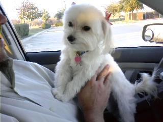 Zoe just getting picked up from the groomer.