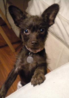 maltese dachshund puppies