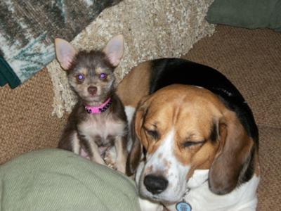 golden retriever mixed with chihuahua. Maltese Chihuahua - Luci Lu