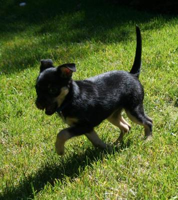 Playing in back yard