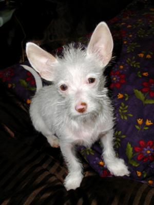 chihuahua long haired dachshund mix. long haired dachshund mix.