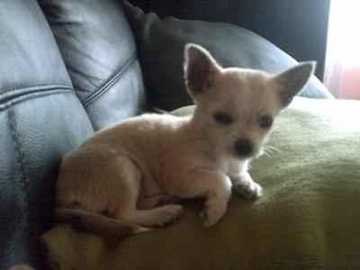 pomeranian long haired chihuahua mix. +pomeranian+chihuahua+mix