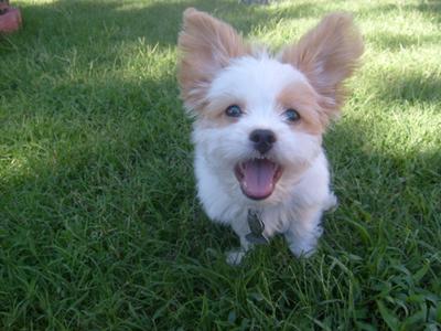 pictures of long haired chihuahua puppies. Maltese Chihuahua Puppies -