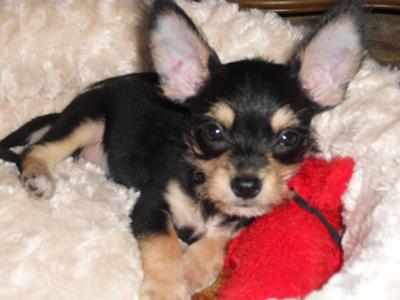 morkie chihuahua