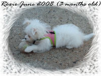 My Little Diva at 3 months old