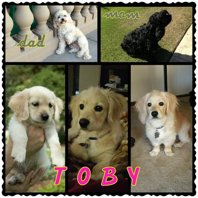 Toby's Parents, him as a puppy and 2 latest pictures