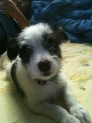 Maltesepuppies Care on Maltese Corgi Jack Russell Terrier Mix Molly 21428149 Jpg