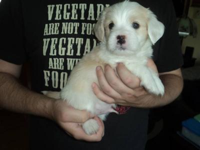 corgi cross maltese