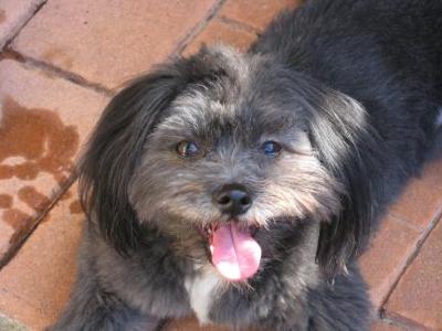 Black+shih+tzu+maltese+mix