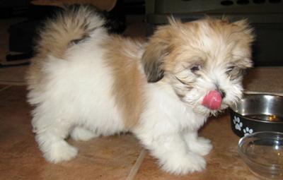 Maltesepuppies Care on Maltese Cross Shih Tzu Max 21337618 Jpg