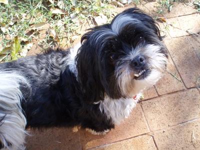 Shih+tzu+maltese+cross+temperament