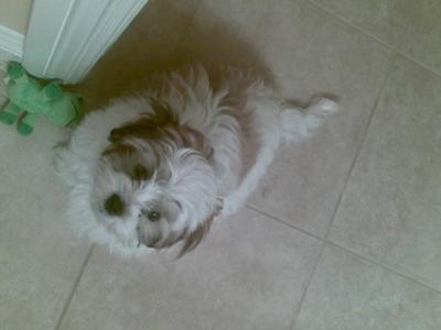 Shih+tzu+maltese+cross