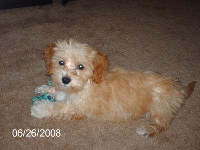 Bella as a puppy