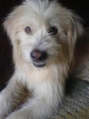 maltese dachshund mix puppies