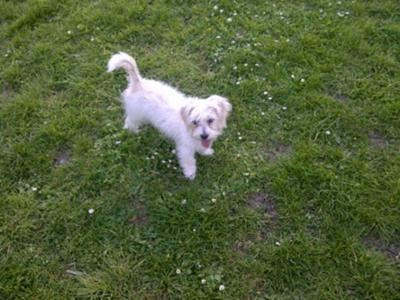 Olly at 6 Months old in the park. 