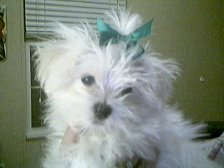 Izzy