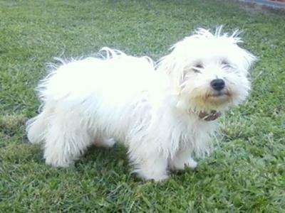 Brax (at 4mnths) on the day we got him home. (26/12/11) Brax is a Maltese/Fox Terrier mix.