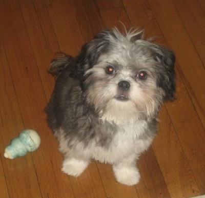 japanese chin and maltese mix