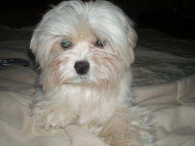 Shih+tzu+maltese+puppies+for+sale+in+michigan