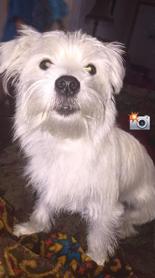 miniature schnauzer and maltese mix