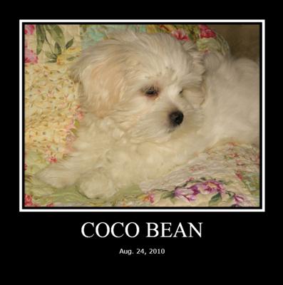 Coco