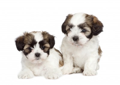 maltese mix puppies